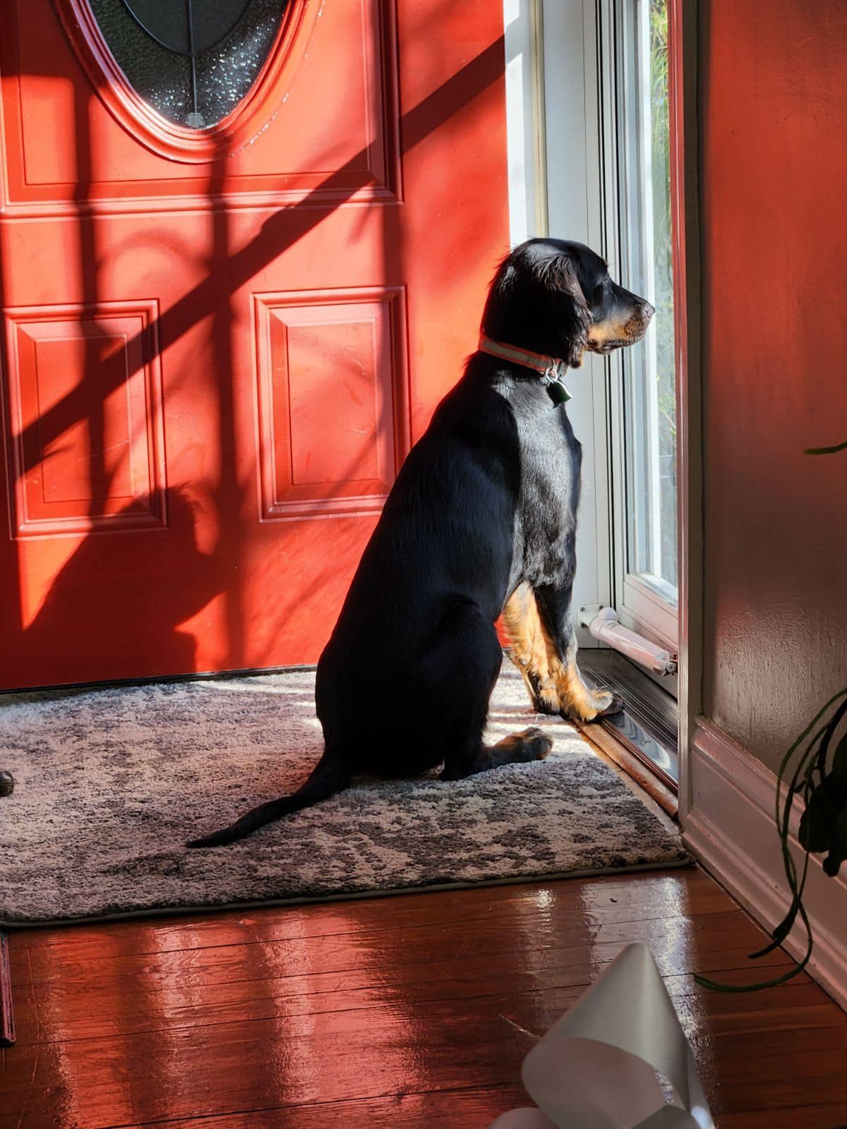 GSCA Midwest Gordon Setter Rescue