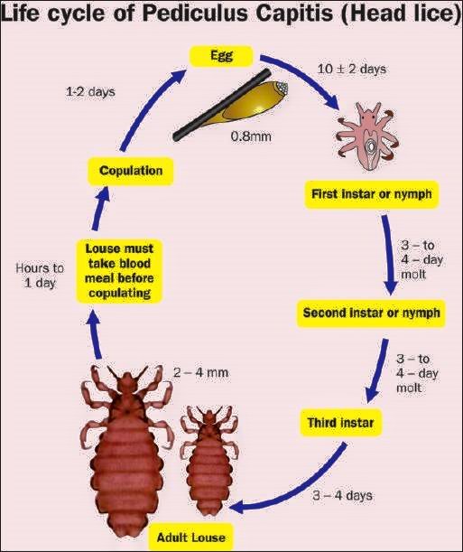 What is pediculosis capitis? Head... - Medicals Intelligence | Facebook
