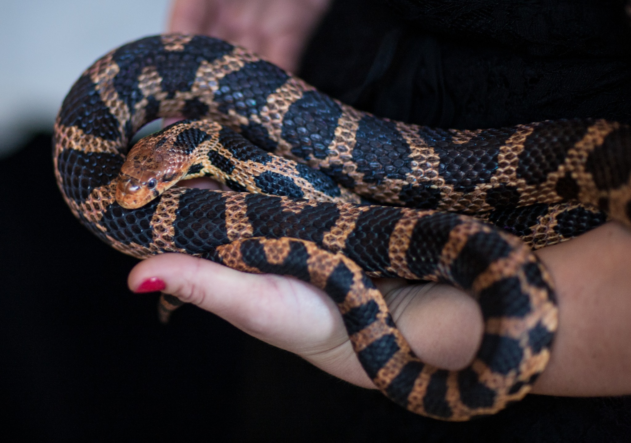 Speaking of venomous snakes, did you know there is a subclass of