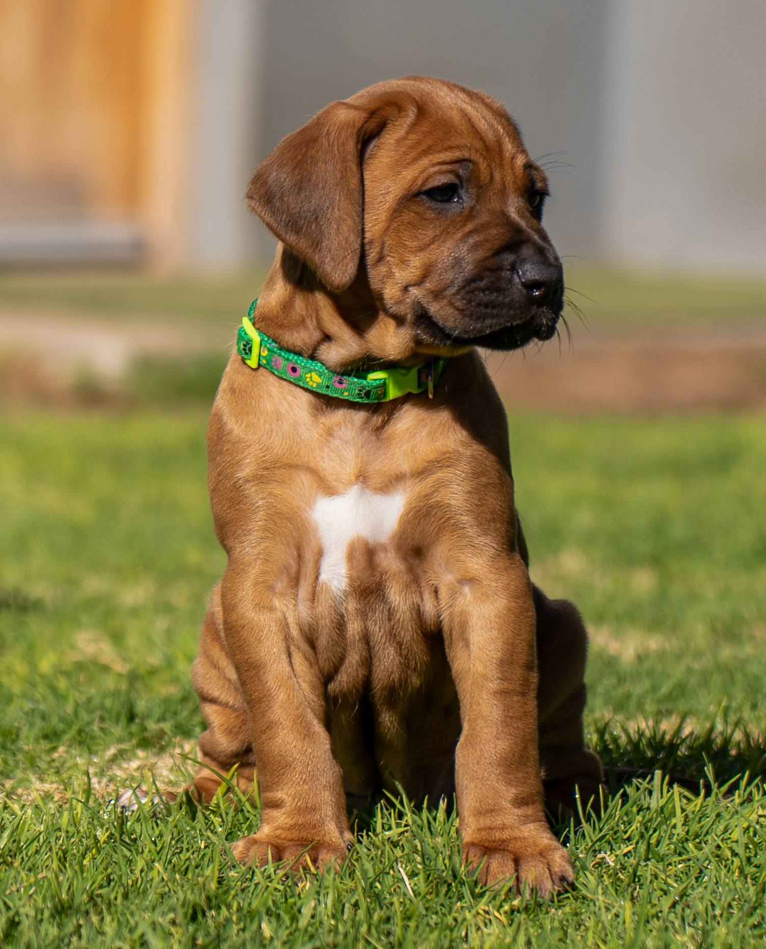 Karoo Ridge: Rhodesian Ridgeback | Murraysburg