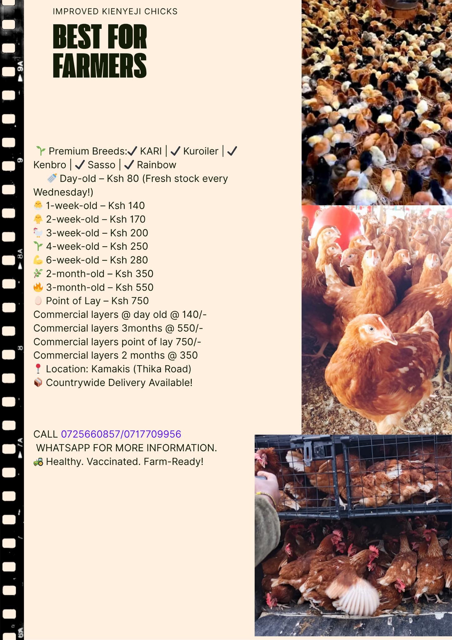 Improved Kienyeji wholesalers point- KIKWP | Kiambu