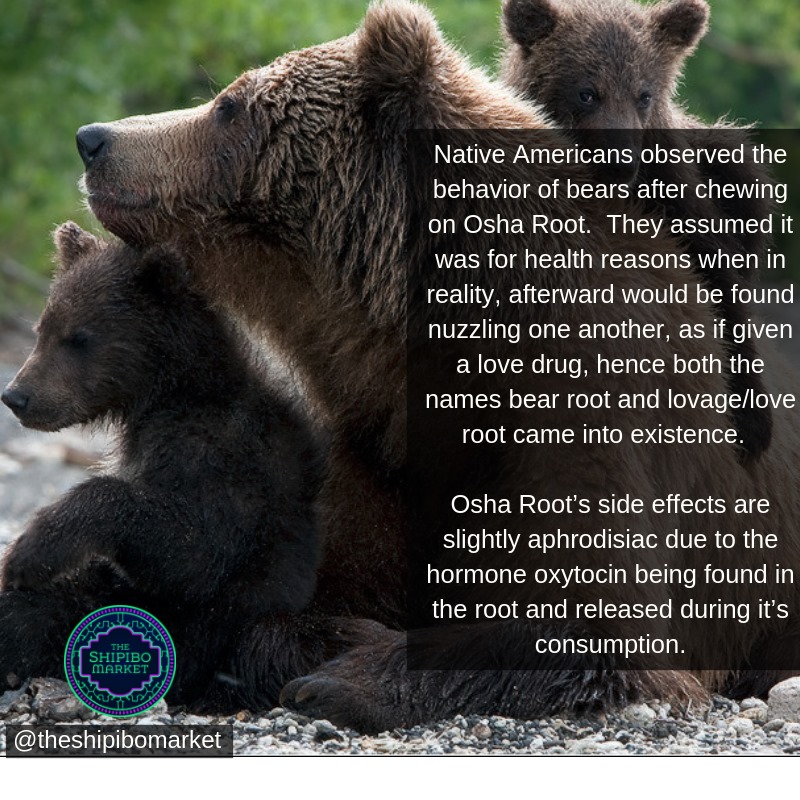 The Shipibo - Osha root is also known as Loveage, Loveroot or Bear Root ...
