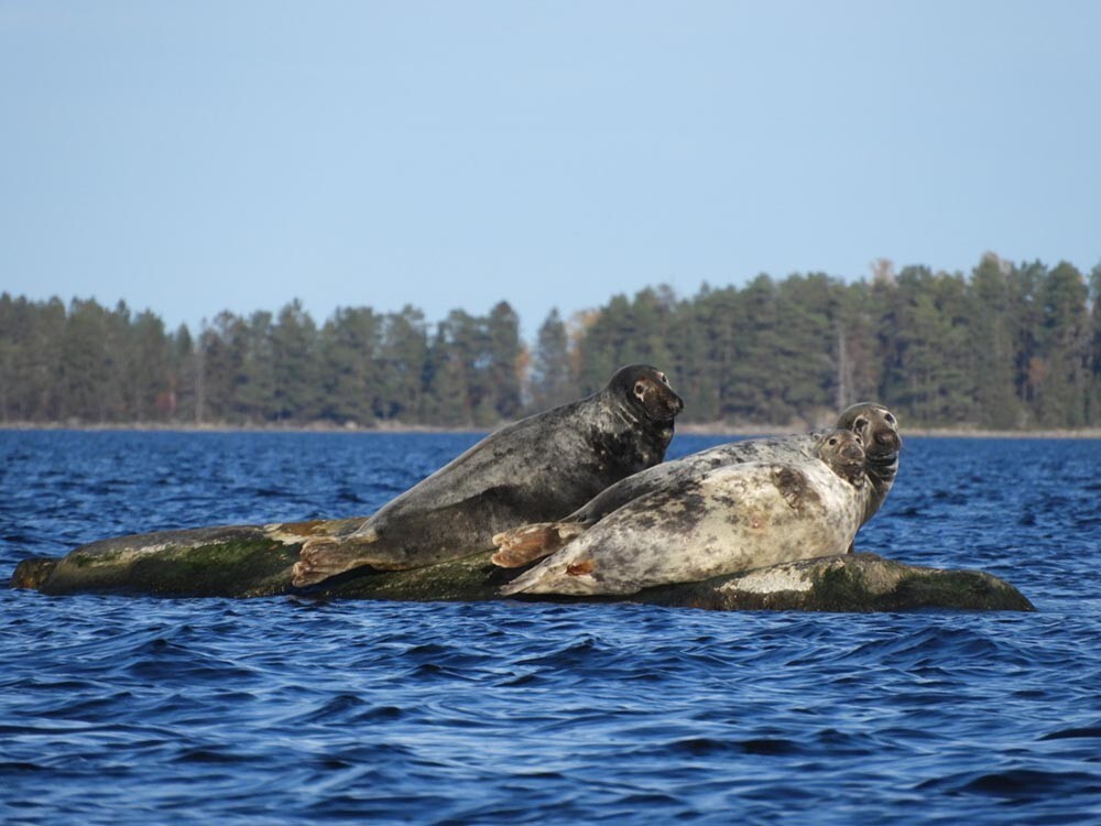 Myggs musteri - Myggs musteri önskar GLAD PÅSK med årets två första ...