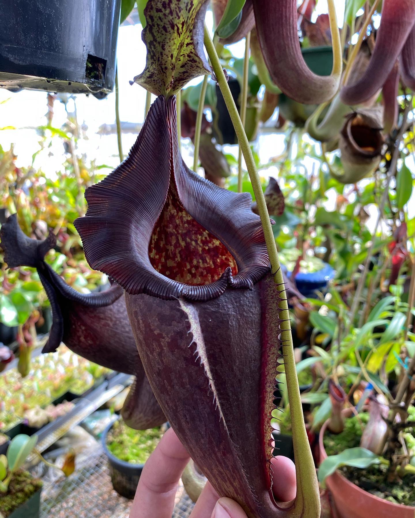 Nepenthes eymae x (jacquelineae x izumiae) Is loving the cool
