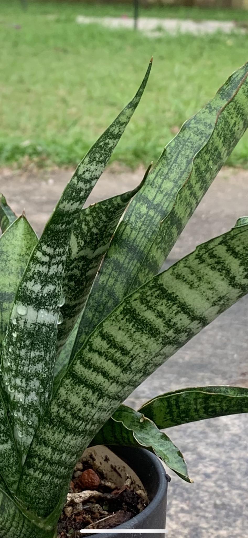 Sansevieria Sinus Simiorum R979 plant review