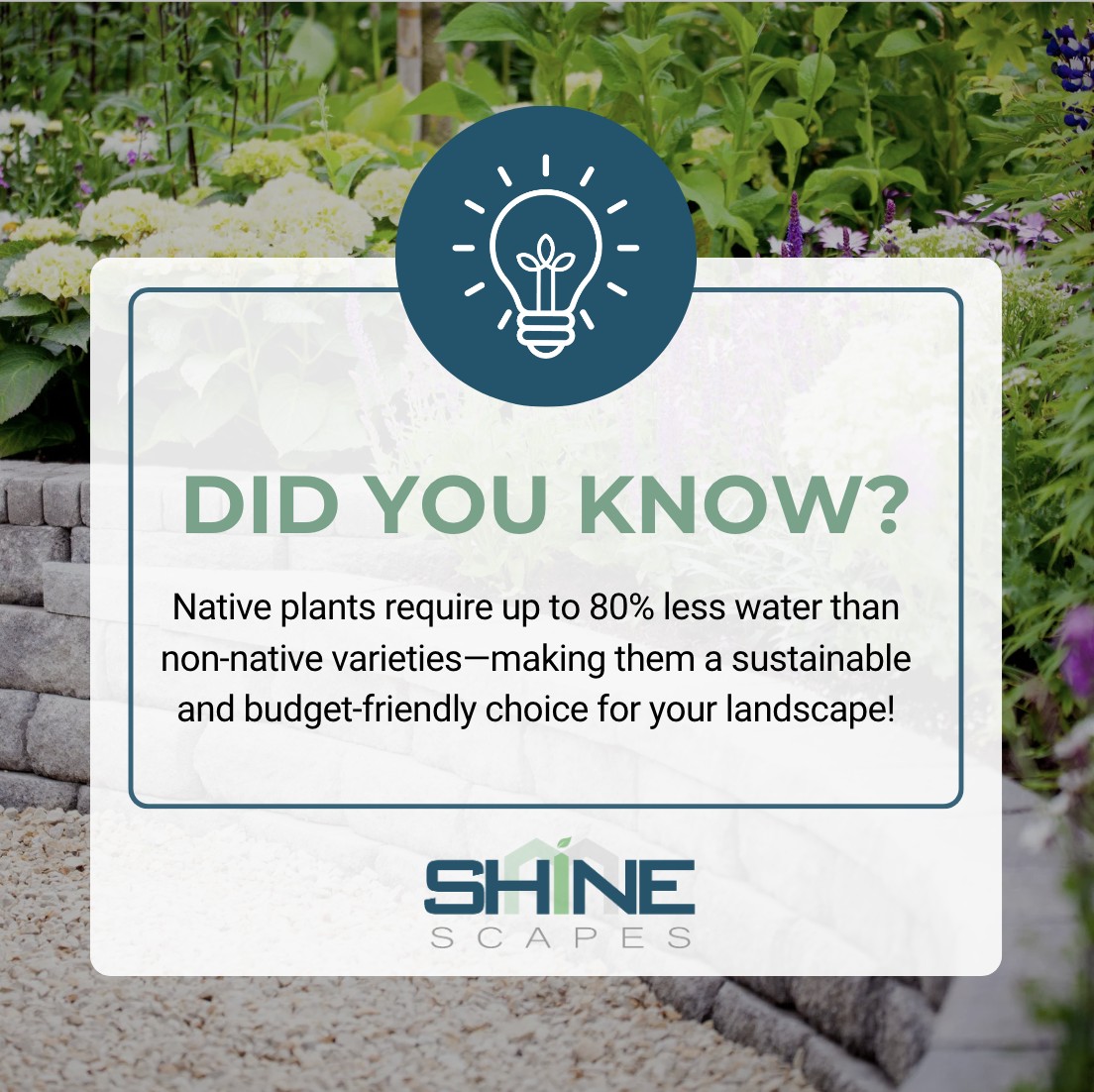 SHINEscapes - Did you know native plants require up to 80% less water ...