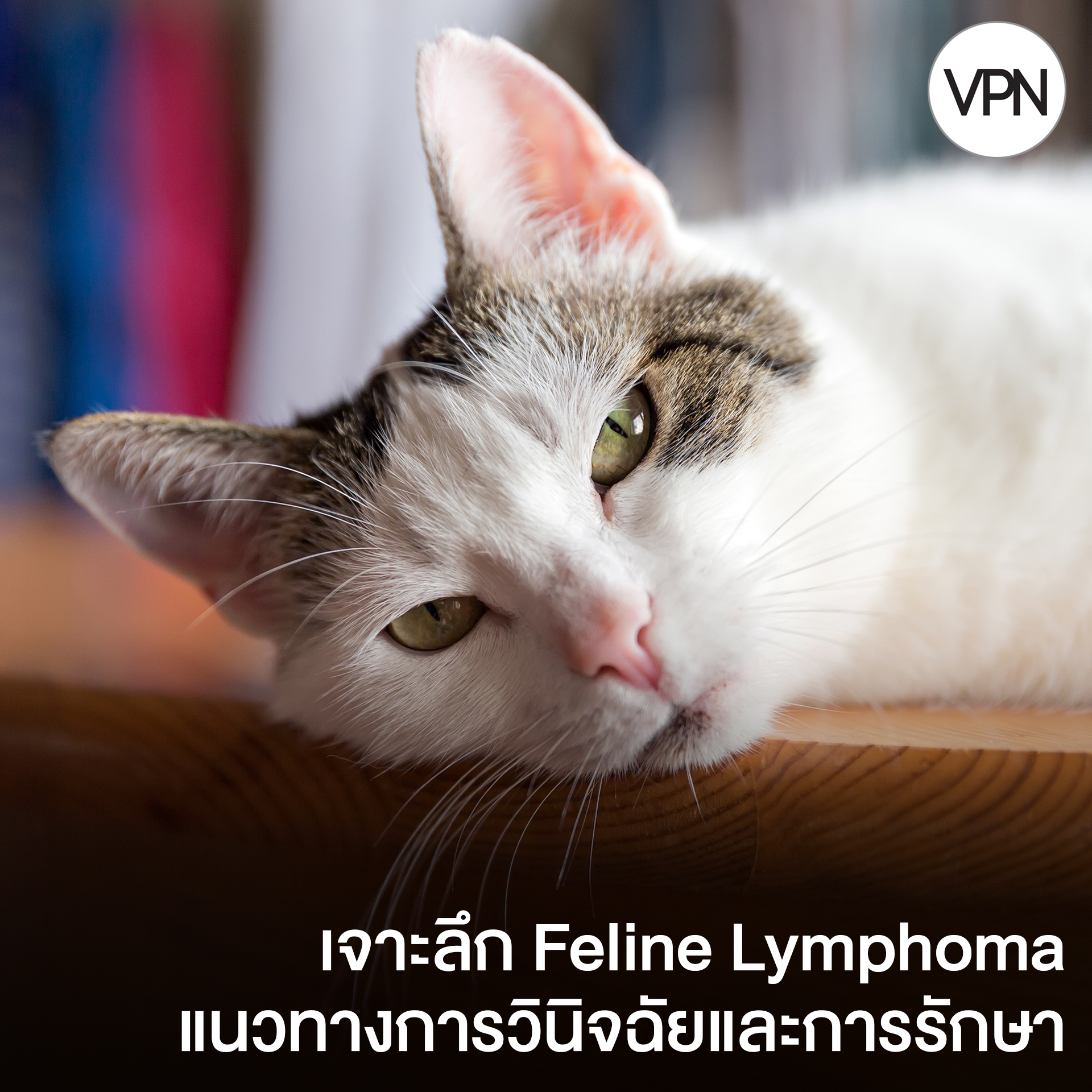 Picture of VPN Magazine - Feline Lymphoma . มารู้จักแนวทางการวินิจฉัยและการรักษา ...