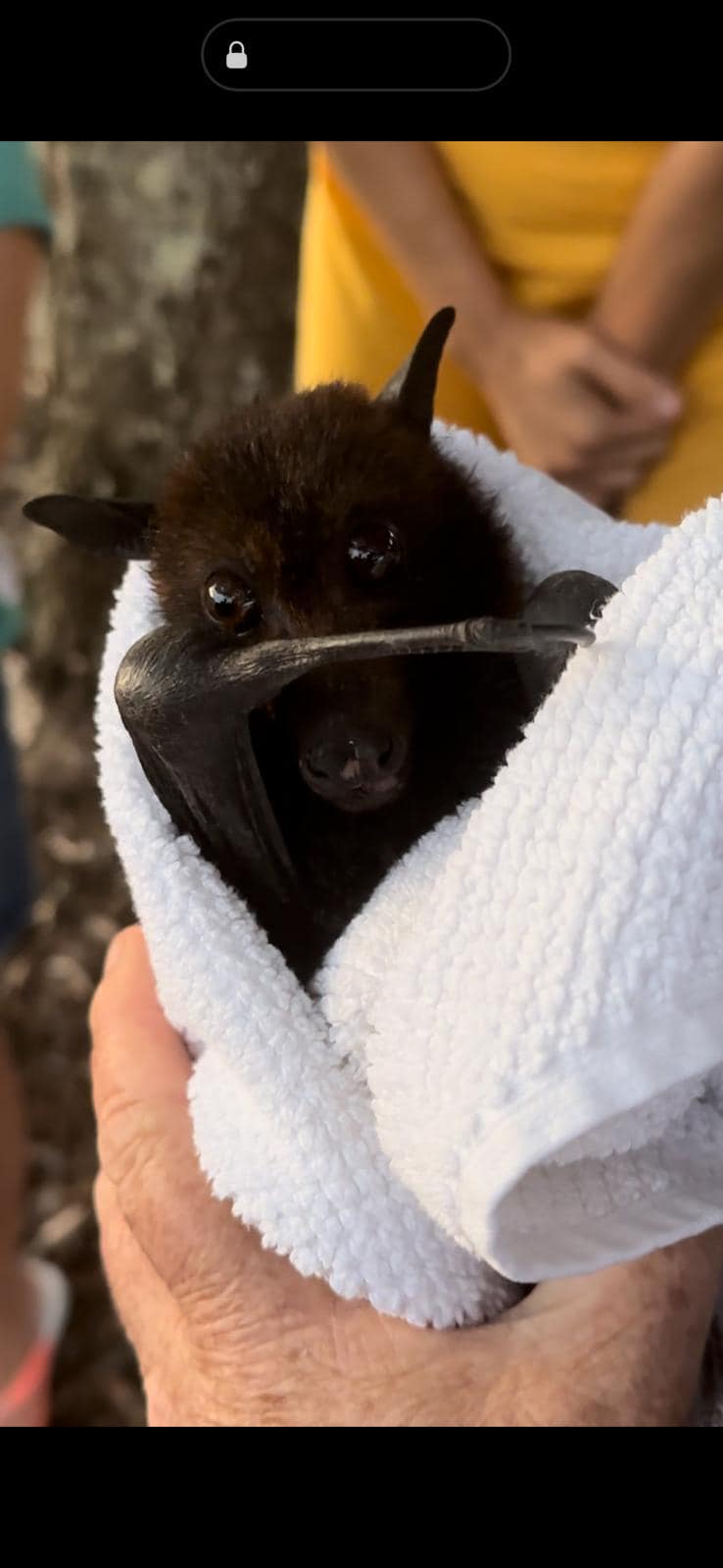 Help for BATS
