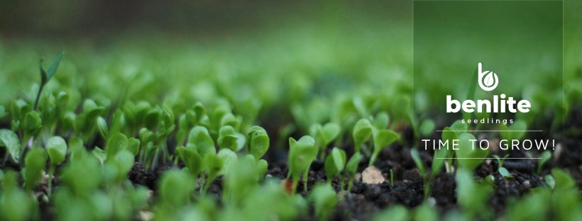 Benlite Seedlings | Harare African Township