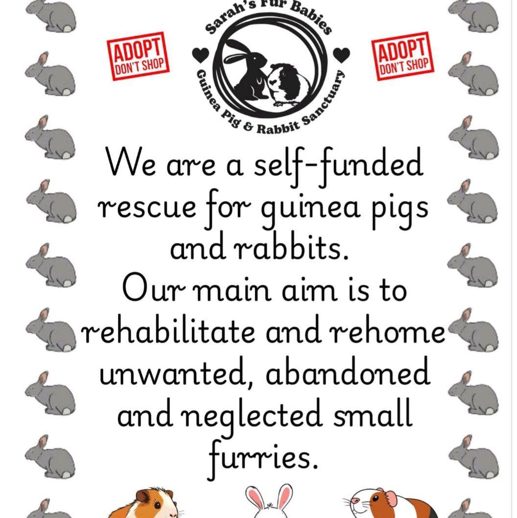 Fur babies... - Fur babies Guinea pig and Rabbit rescue