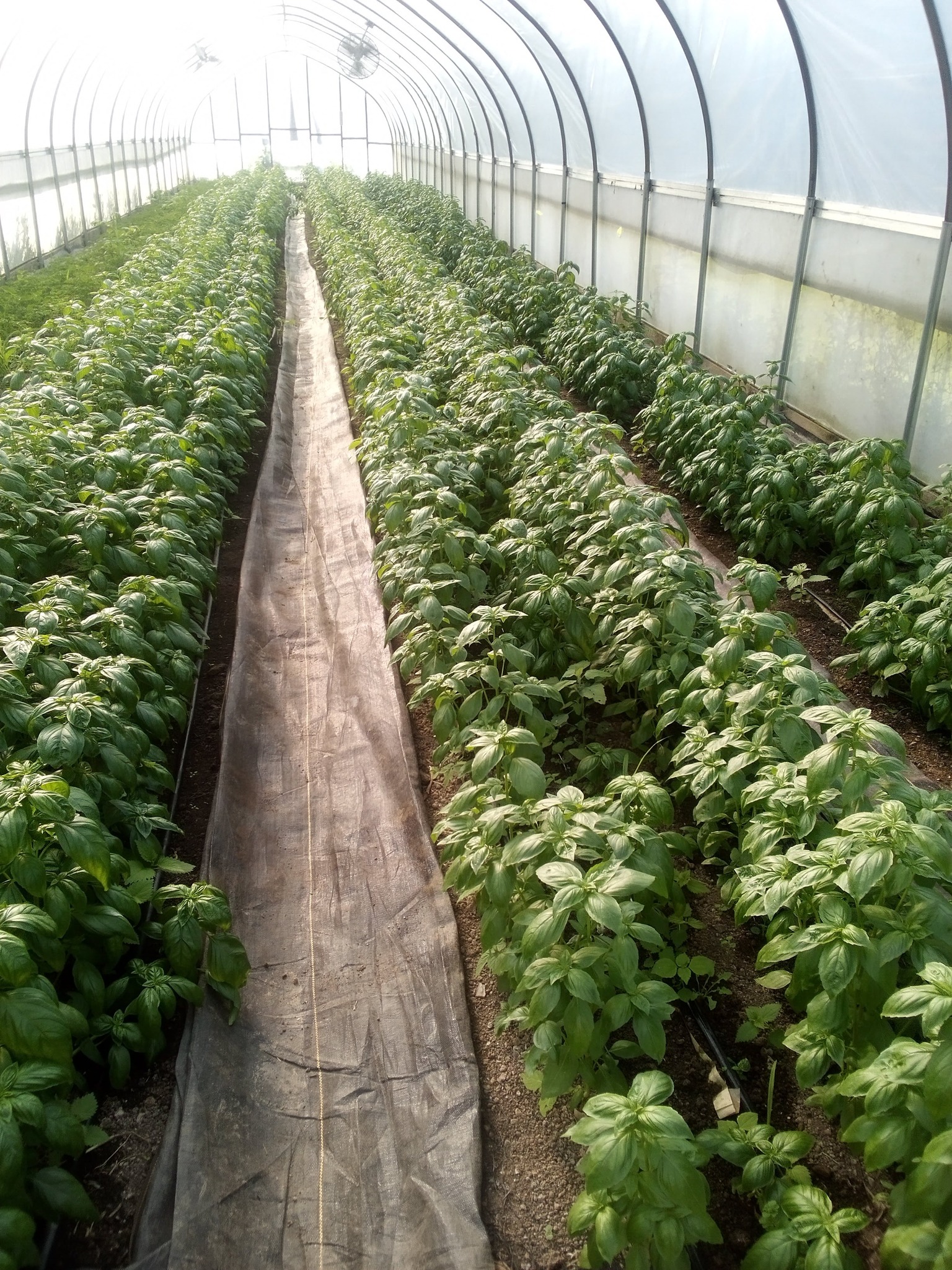 Strong Roots Organic Farm | Woodward PA