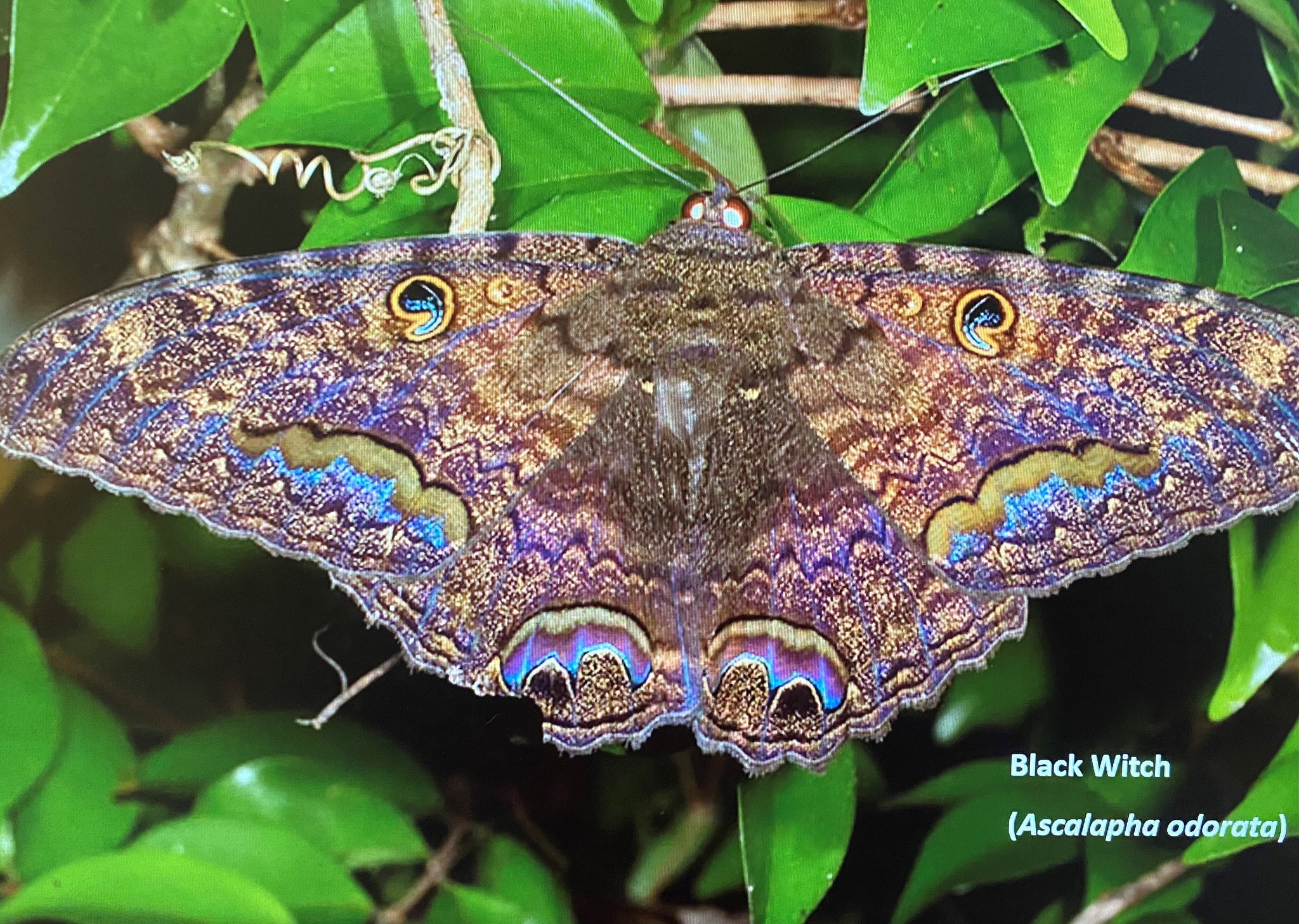 Is this a Black Witch moth in Brown County, SD?