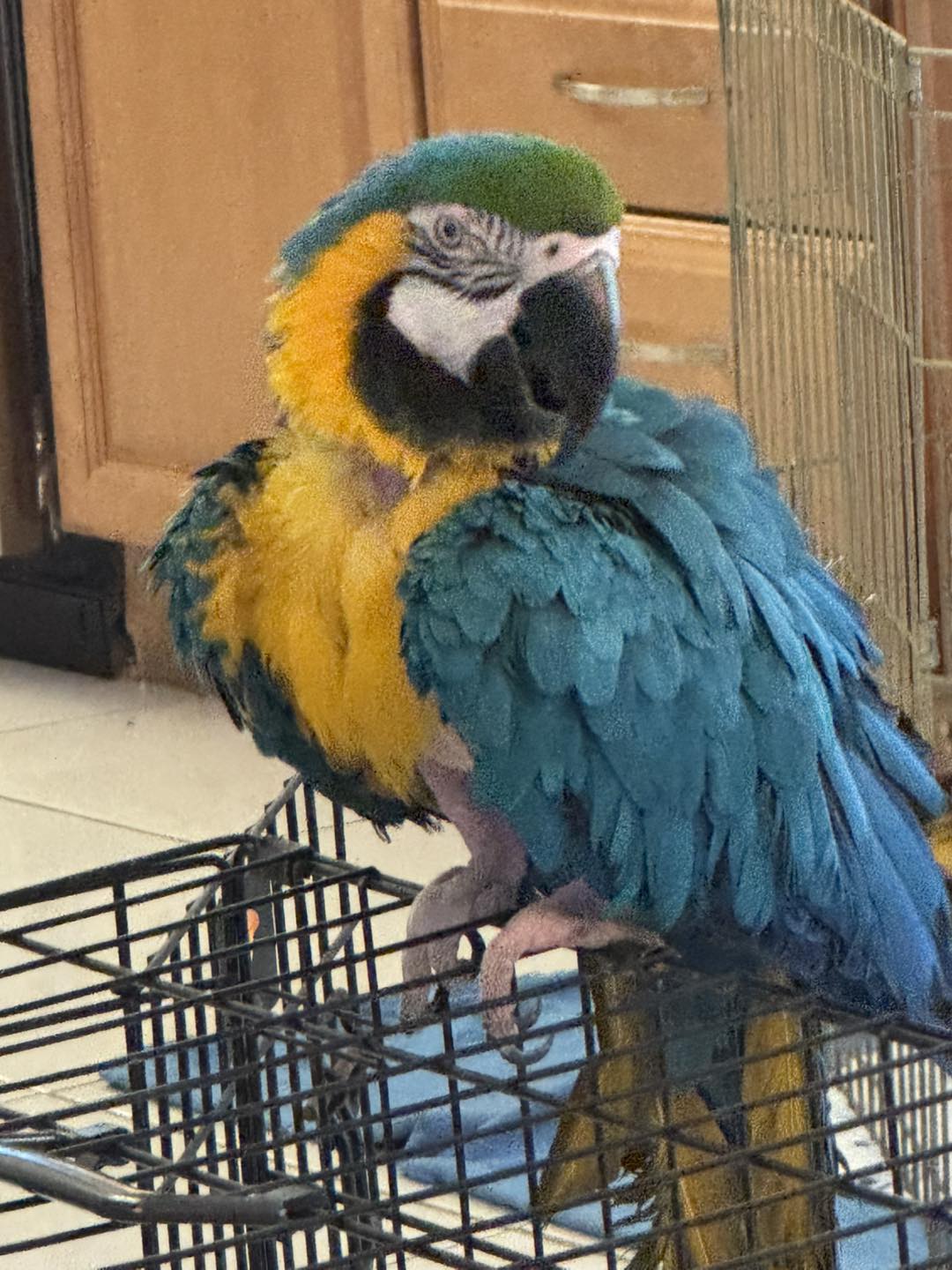 Macaw Been Picked Up