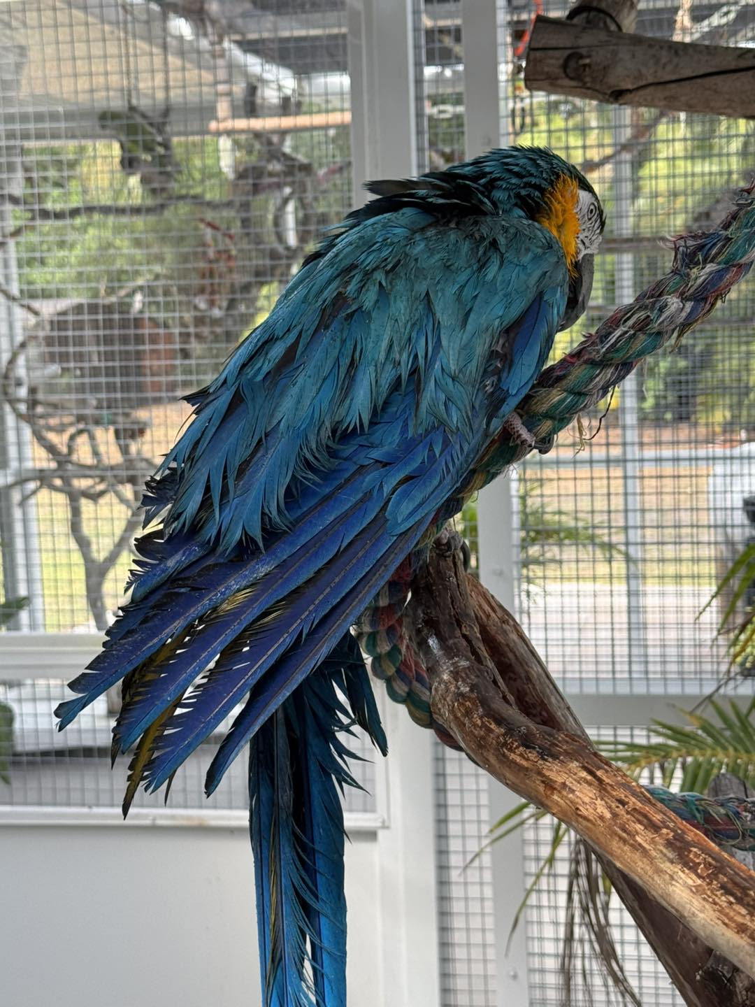 Curated visual reference: Palm Beach Parrot Bird Rescue Sanctuary Of South Florida Added Photo Inspiration