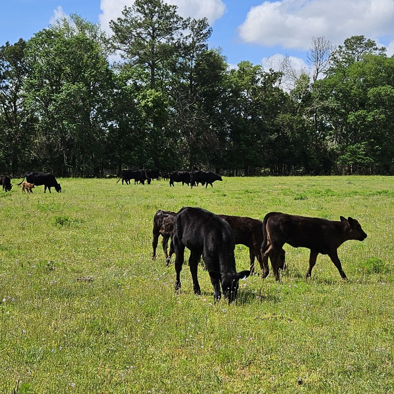 Braze Ranch | Waldo FL
