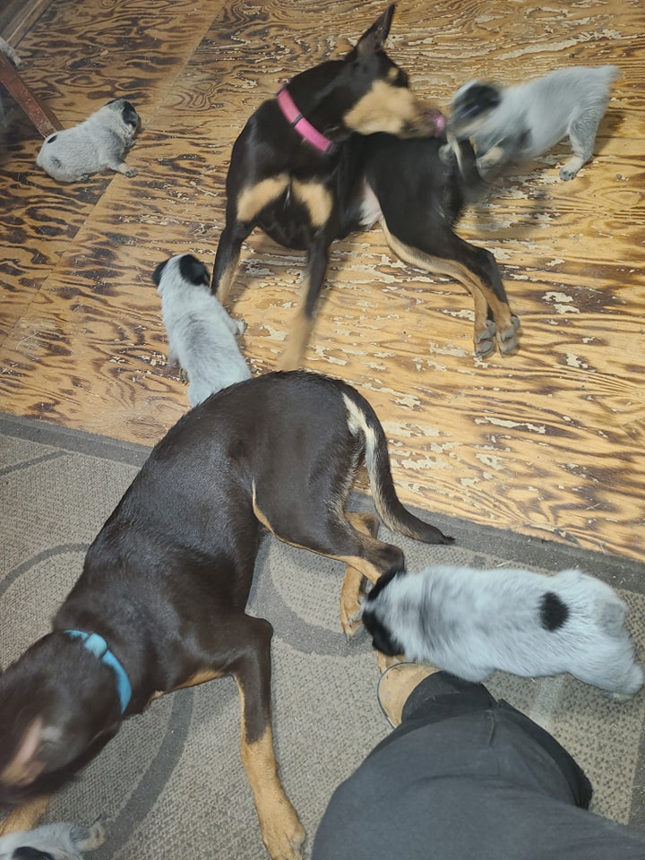 Wilhelm Ranch Dogs