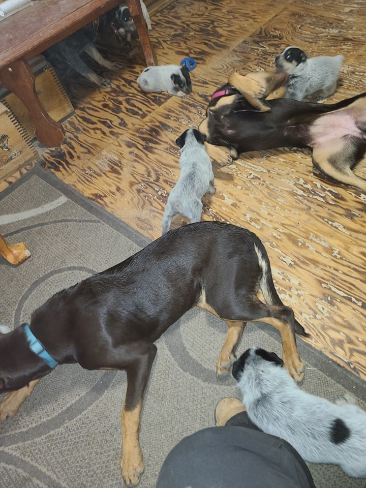 Wilhelm Ranch Dogs