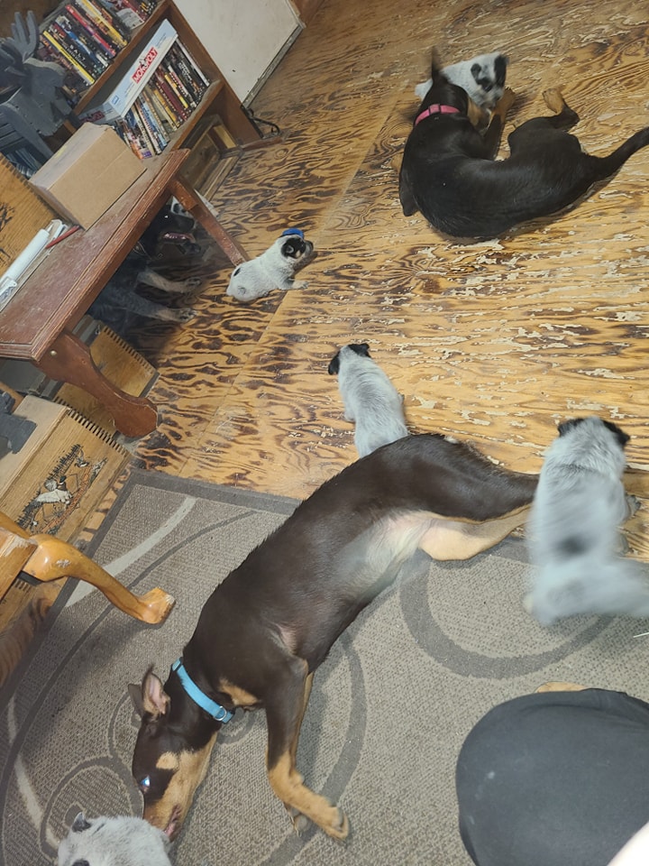 Wilhelm Ranch Dogs