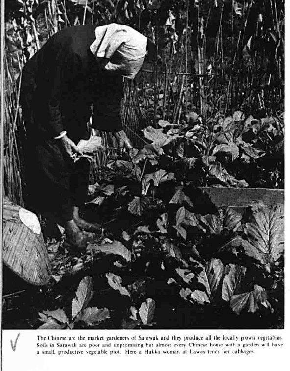 Hedda Morrison's 1957 photos of Chinese tradition in Sarawak
