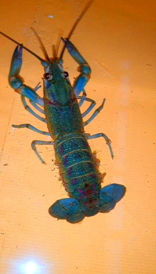 Fishkeeping - Ang Galing ng Katawan ng Crayfish! 🦞 1. Super Strong ...