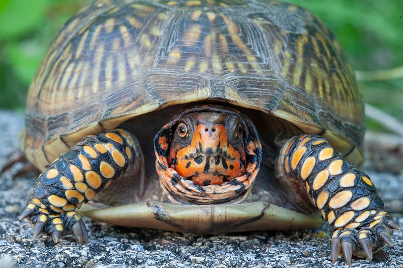 Box Turtles: How to help them