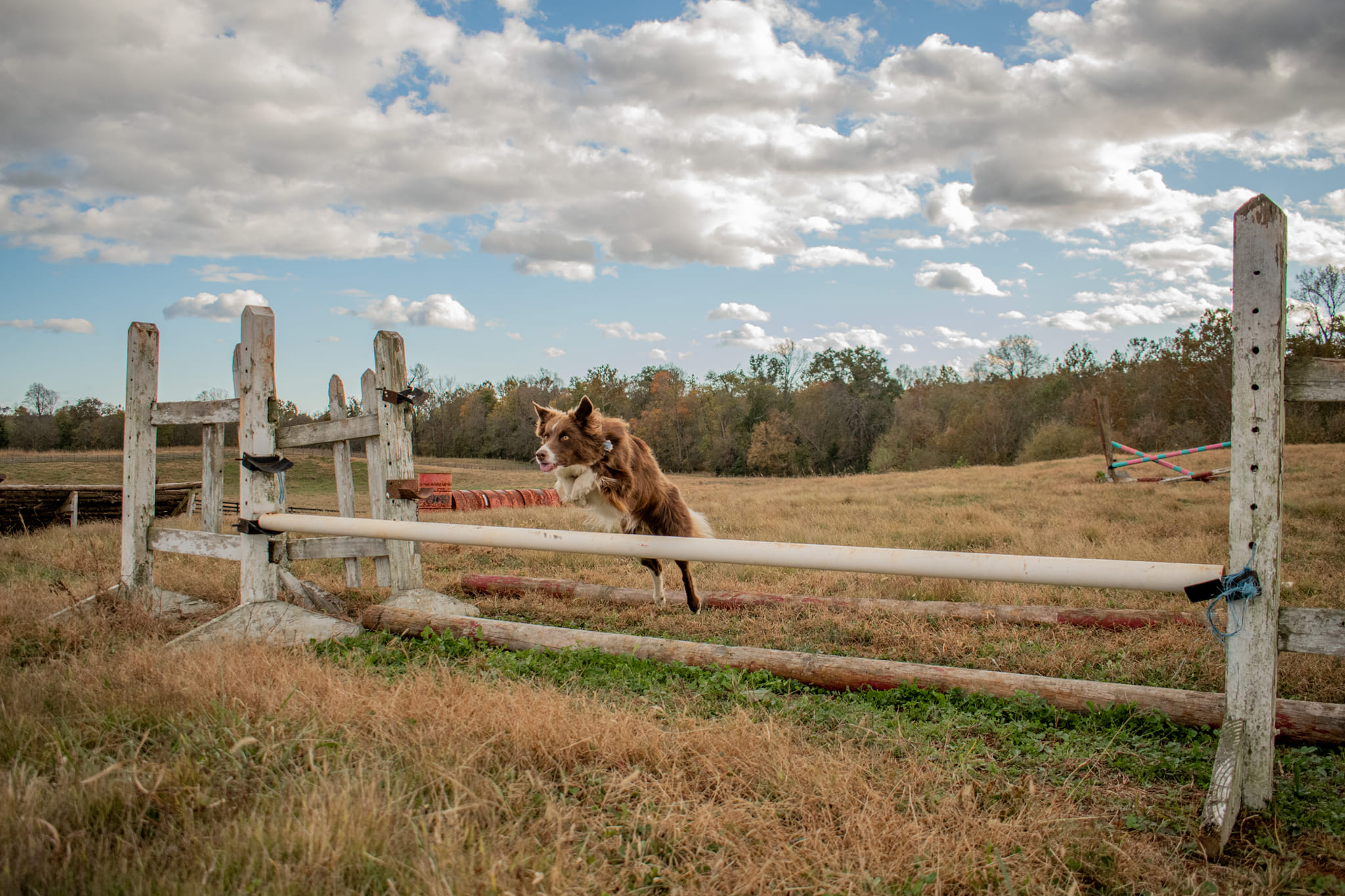 Freedom Fields Farm | Locust Dale VA