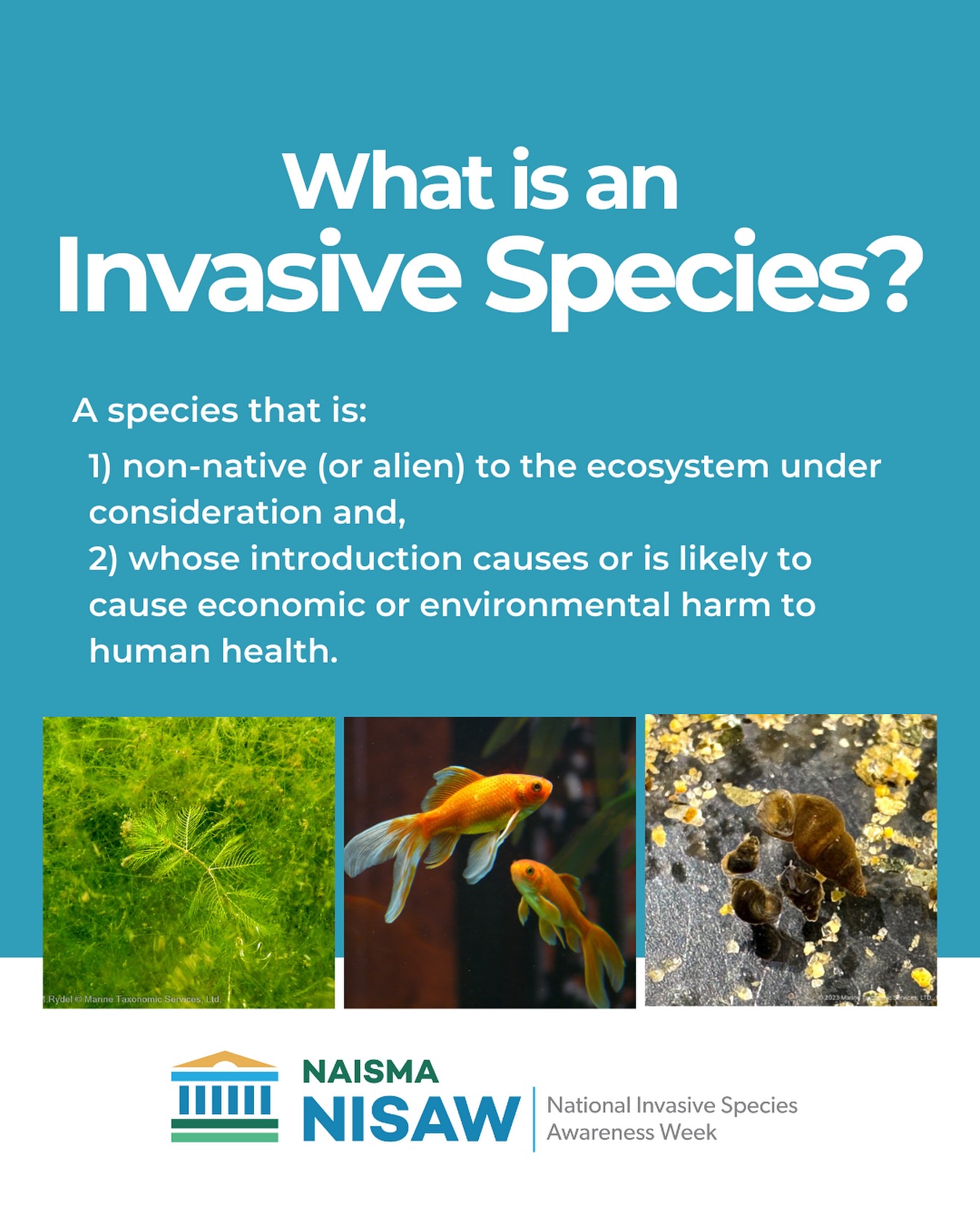 Introduced Species Become Invasive When