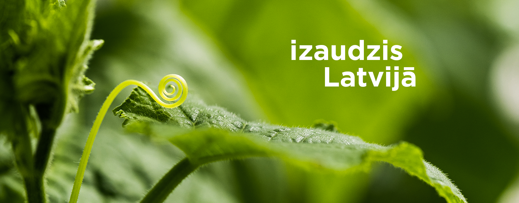 Lauku labumi - Kokosriekstu eļļa 100%. Cena: 150ml 2.76Eur ar PVN 250ml ...