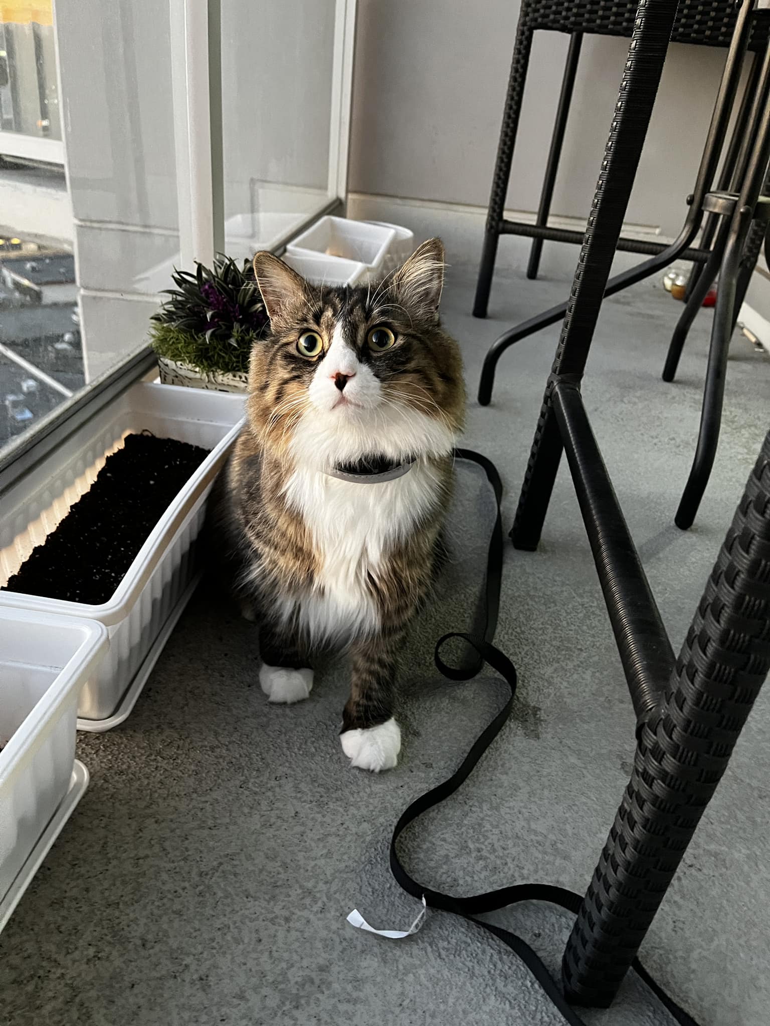 Finn collection flower PET