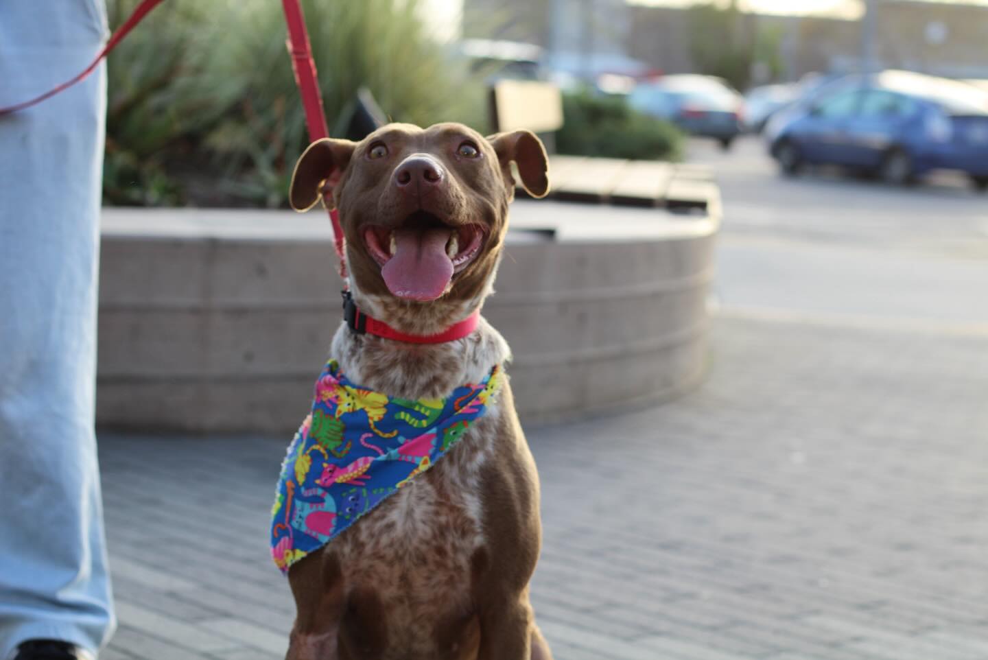 Meet Chocolate! This... - Angels for Dogs and Cats Rescue | Facebook