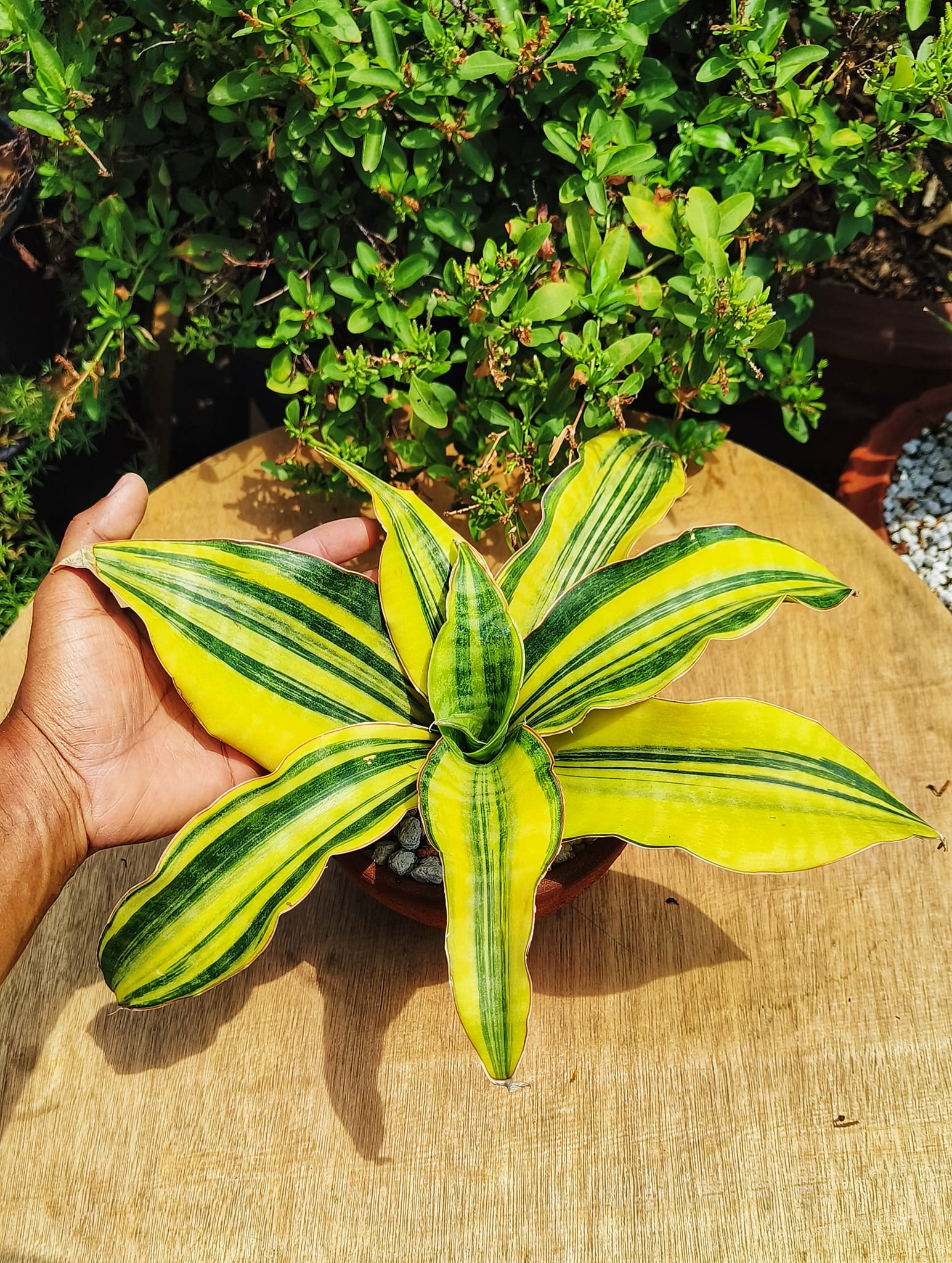 Sansevieria black pearl variegated plant
