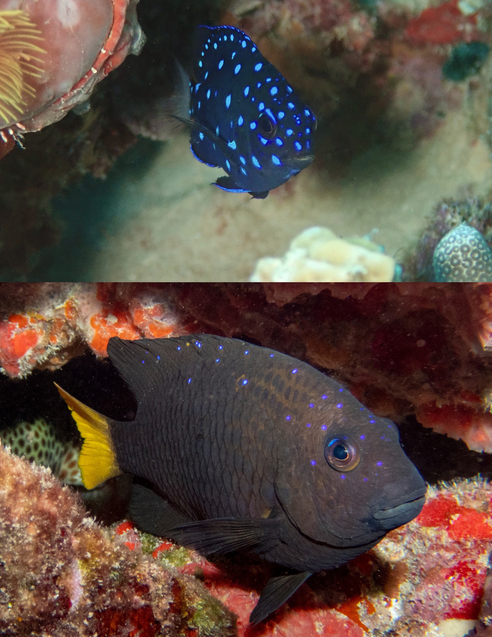 Fish can look wildly... - Virgin Islands National Park | Facebook