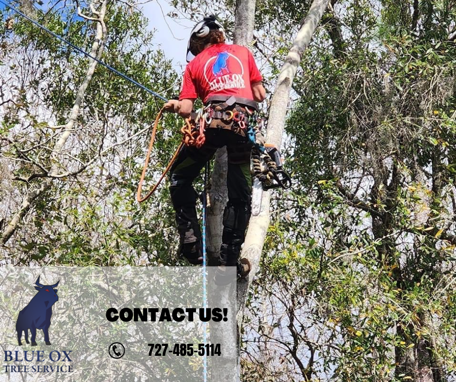 Blue Ox Tree Service
