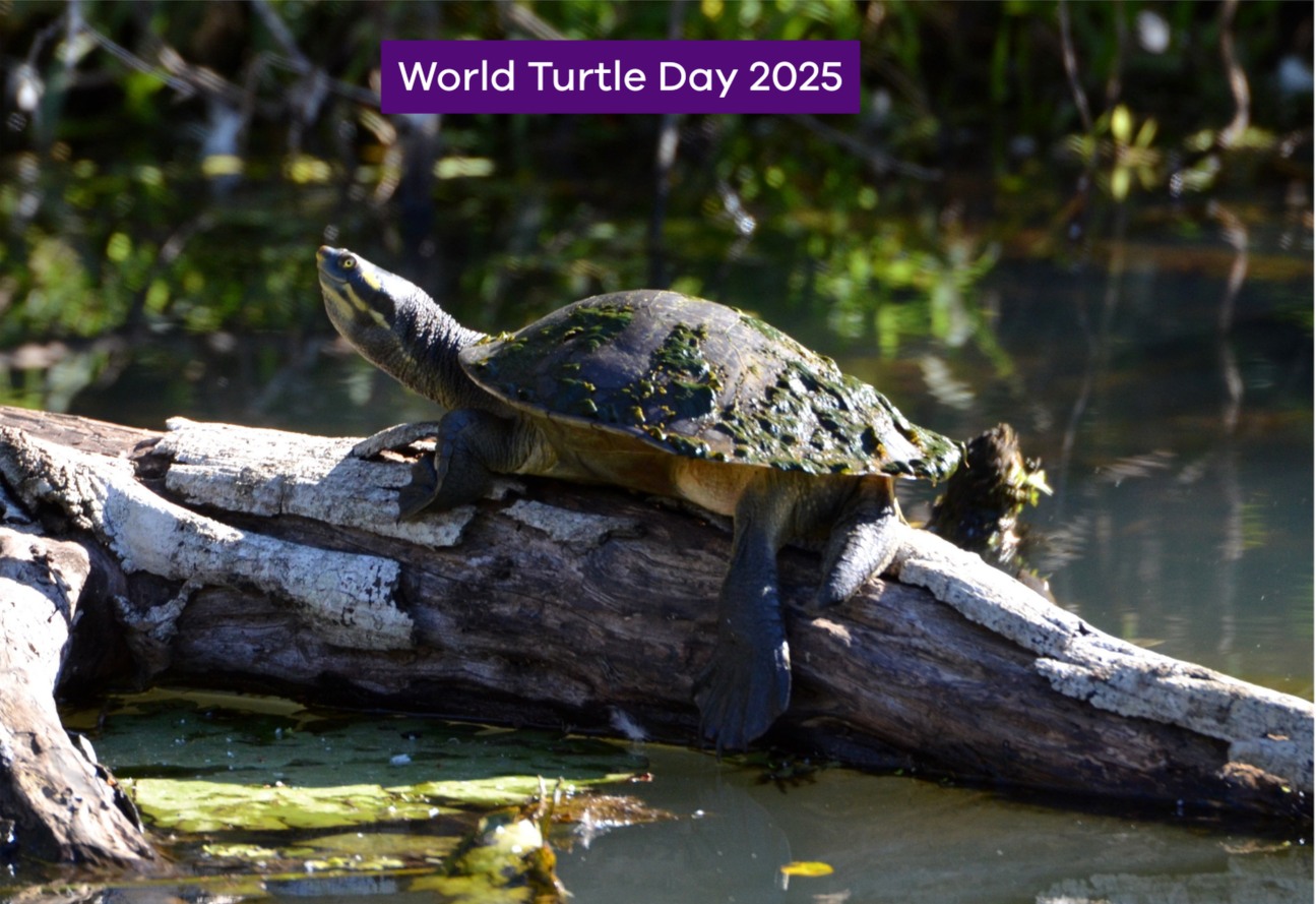 Conservation - Happy World Turtle Day! Did you know Victoria is home to ...