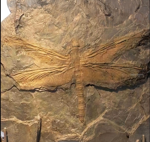 A Memory - Imagine a time, over 300 million years ago, when colossal ...