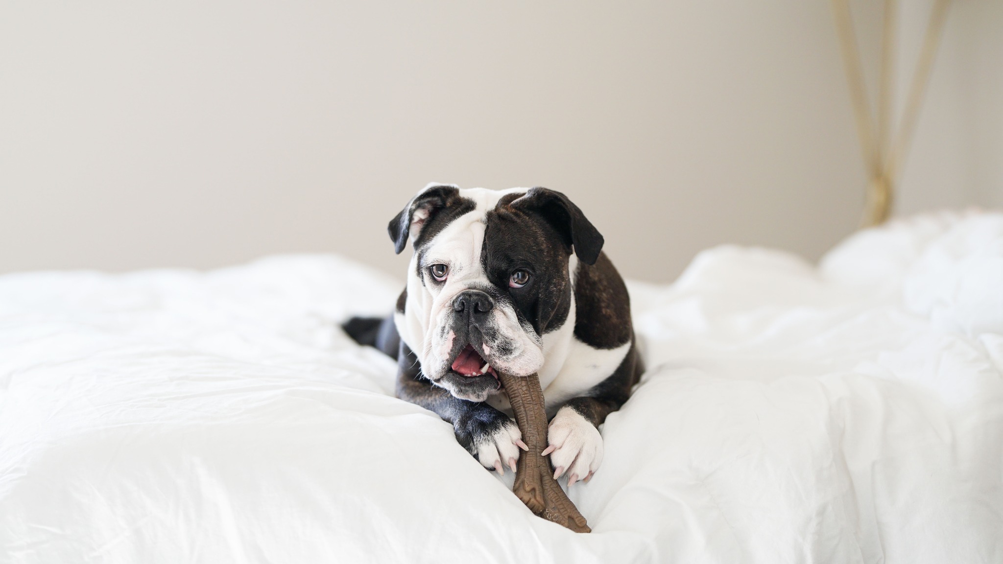 Less mess with Pro-Pectalin™ 💩🍦 https://store.myhappypets.com/shop-pro ...
