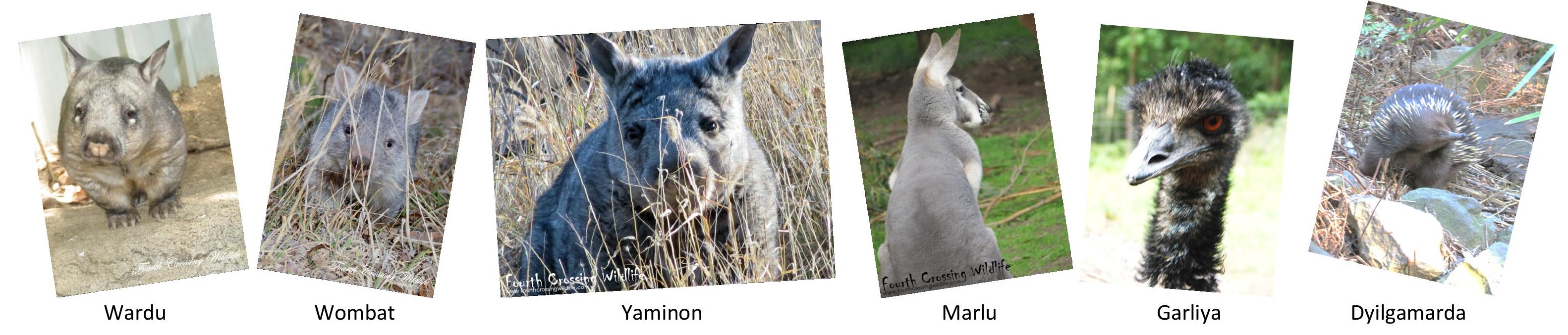 Many of you have heard of Mike Swinbourne of Wardu - southern hairy ...