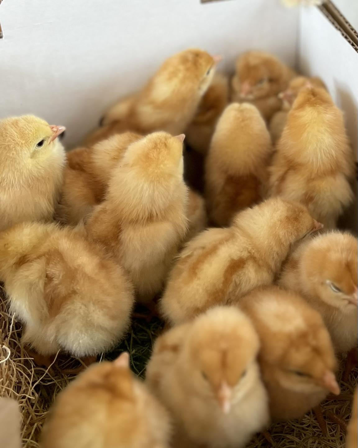 Todd Ranch - The new chicks have arrived and Addison is... | Facebook