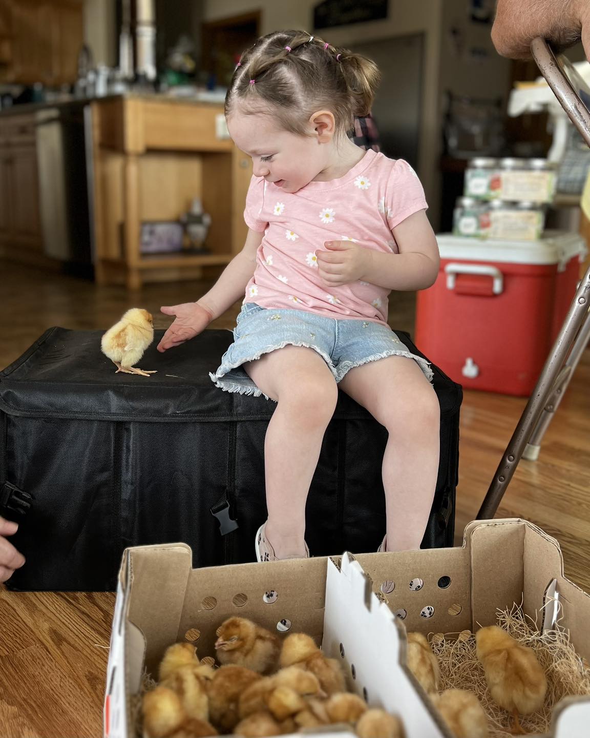 Todd Ranch - The new chicks have arrived and Addison is... | Facebook