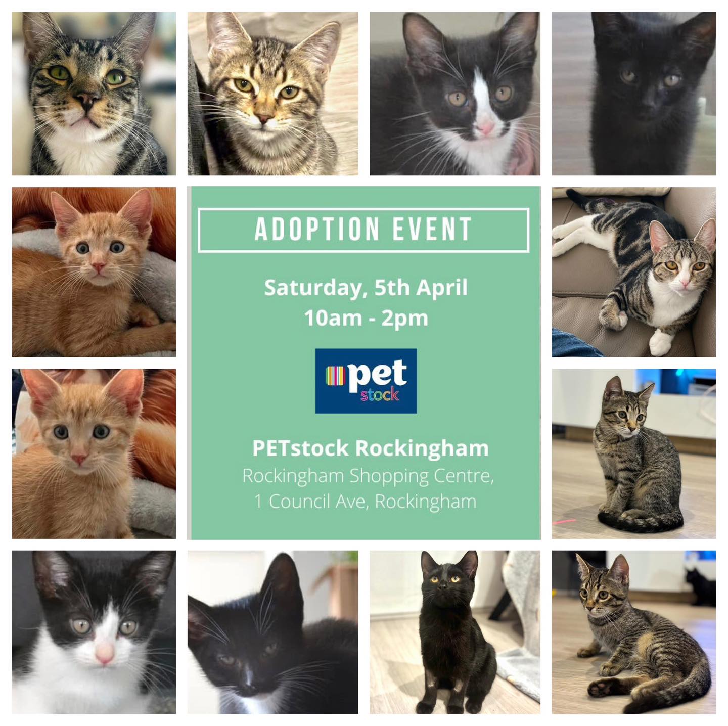 🐱🔔 ADOPTION EVENTS ALERT 🔔🐱 We have... - Perth Rescue Angels | Facebook