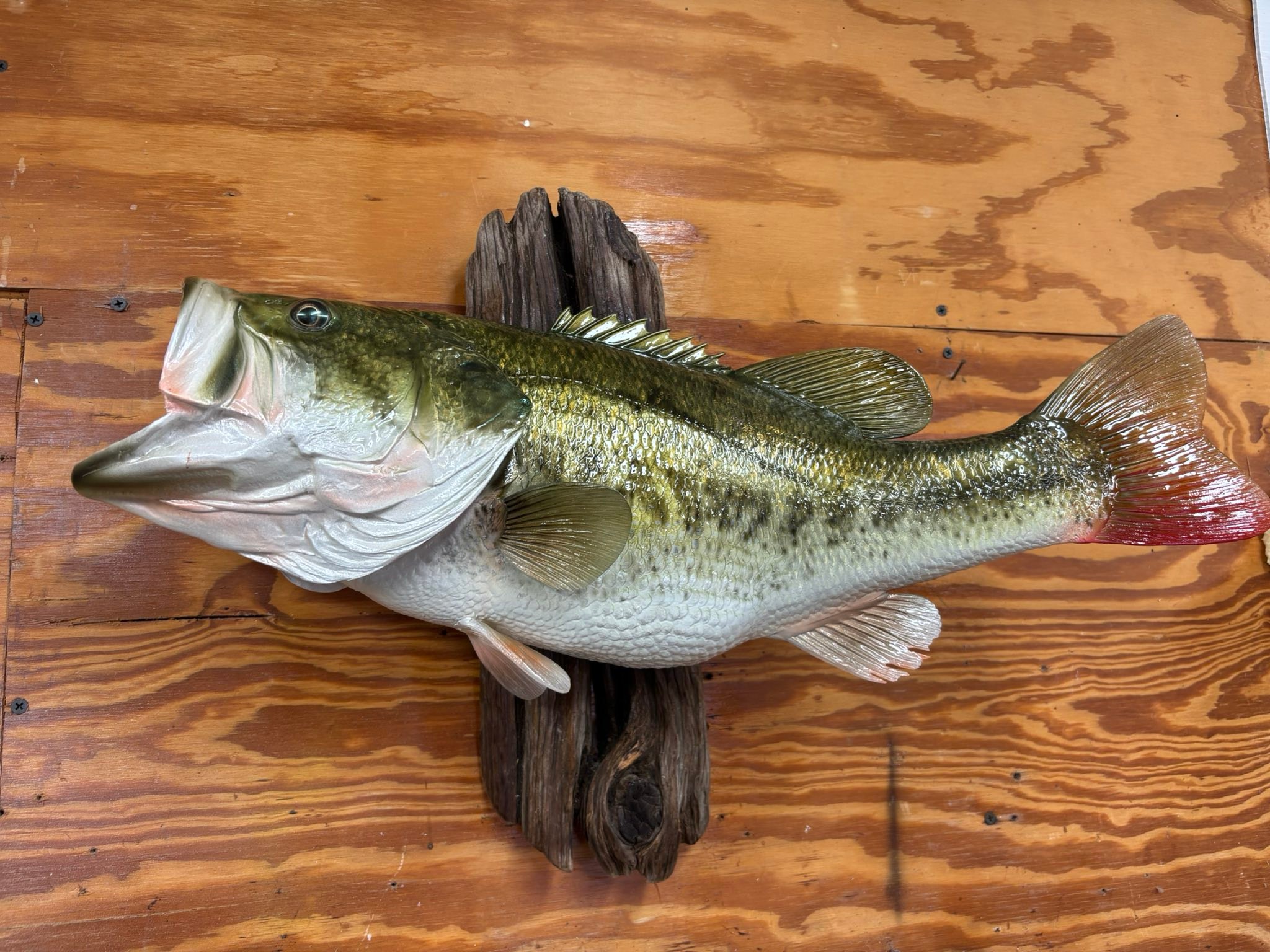 bass.fish mount with lures JTV209 The Magnum Fishing Lure Holder is perfect for any large and heavy fishing lures that arent compatible with traditional lure holders. Peacock Bass Fish Mount Replica