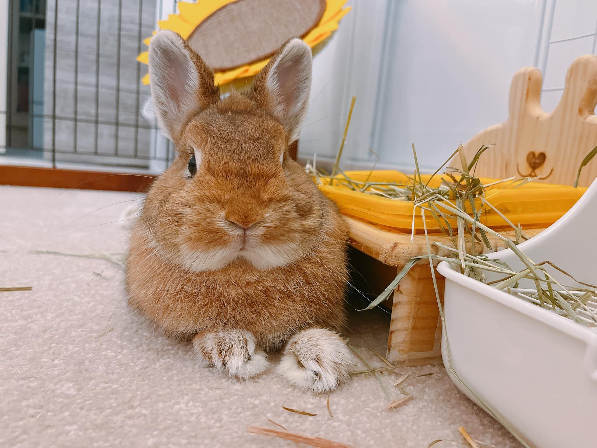 Rabbit 5 - 🍊：我的！ #正經臉 #橘醬 #ミカンちゃん #うさぎ