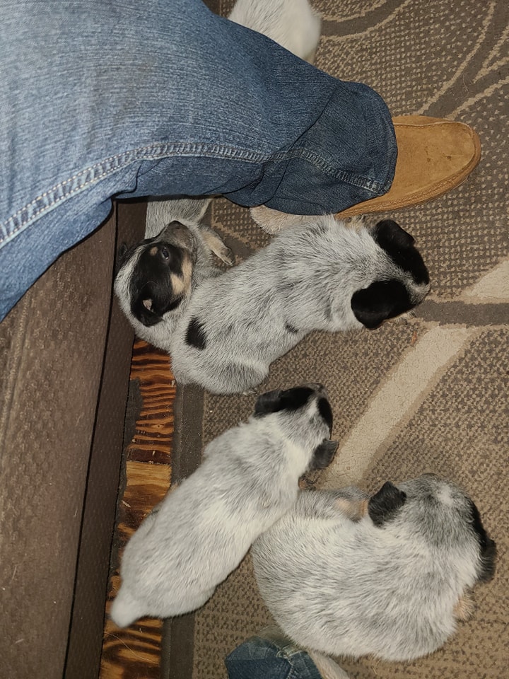 Wilhelm Ranch Dogs