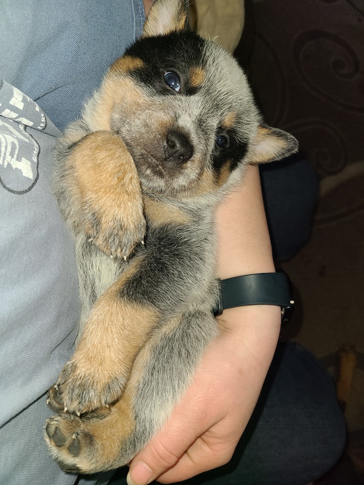 Wilhelm Ranch Dogs