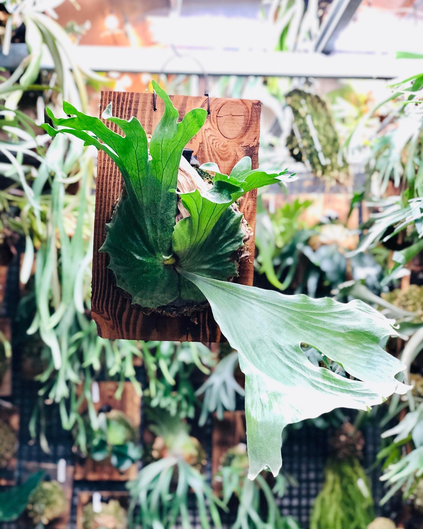 P. Grande x wallichii Platycerium wallichii | rare fern