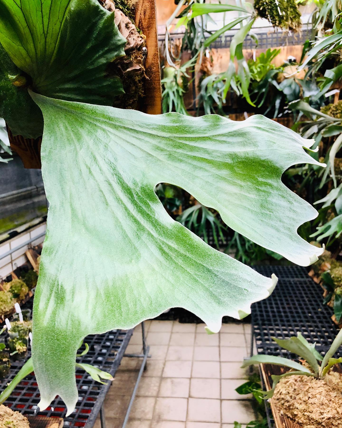 P. Grande x wallichii Platycerium wallichii | rare fern