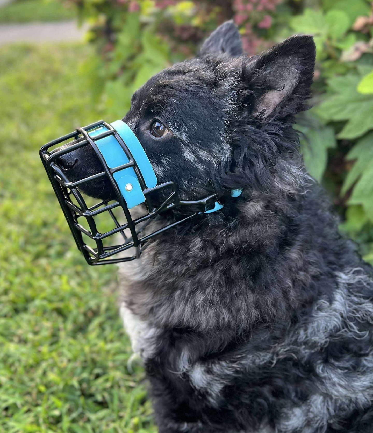 Do It Yourself Dog Muzzle: Crafting Tips and Tricks