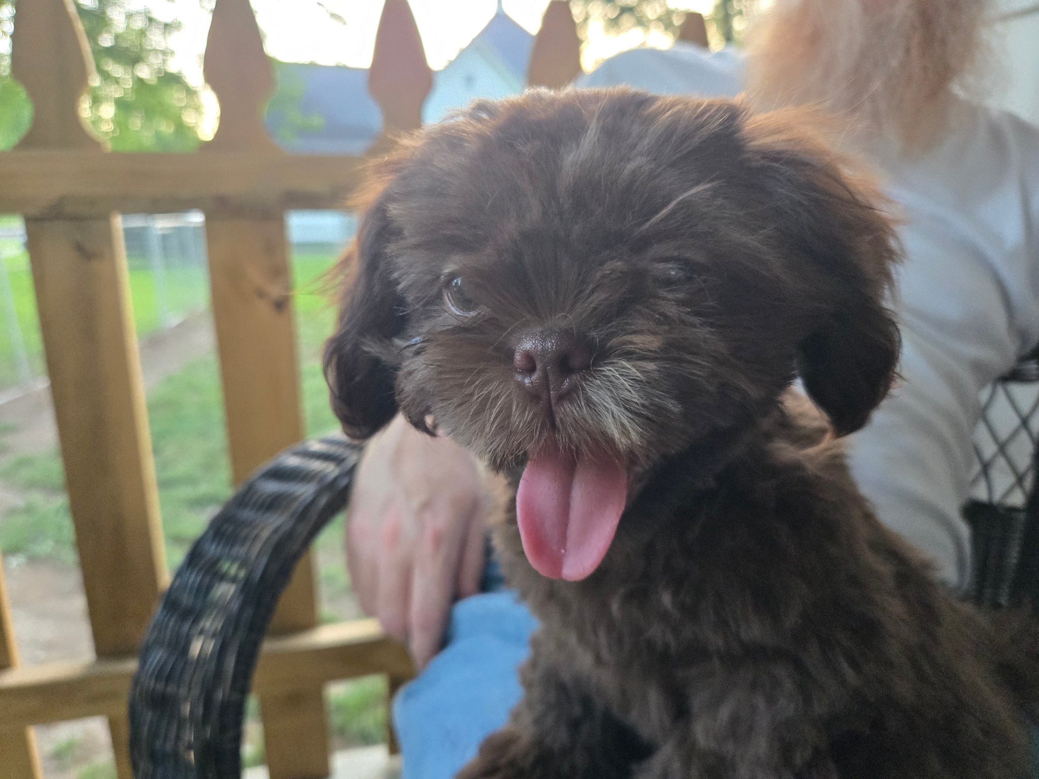 Prairie Patch Puppies | Brookfield MO