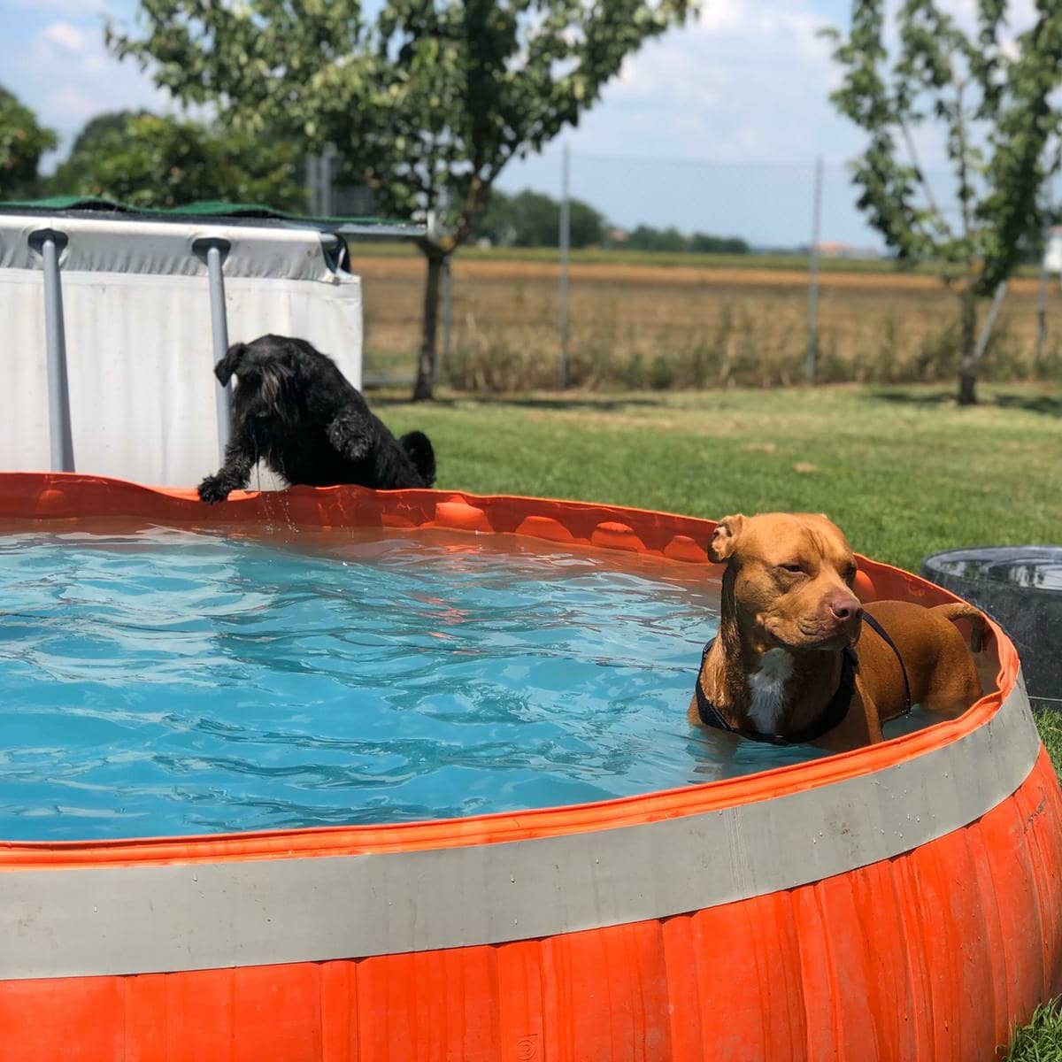 RustiCani - Tintarella in piena stagione balneare🌊☀️🔝🐕‍🦺‼... | Facebook