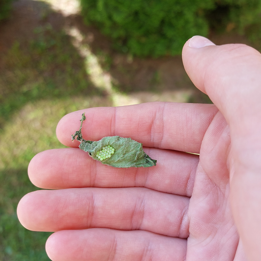 Stinkbug eggs on tomato plant